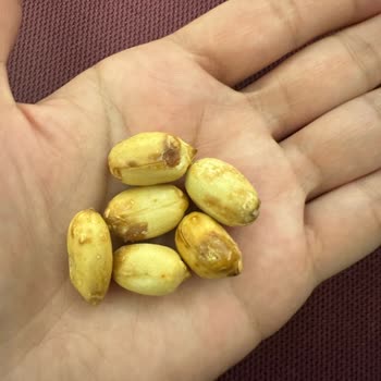 Küflü Ve Acı Fıstık Sorunu: Satıcı İlgisiz