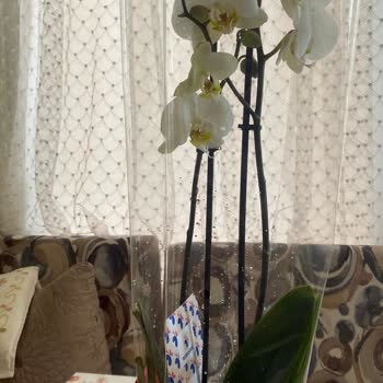 Aldatıcı Teslimat: Kırık Ve Eksik Orkide