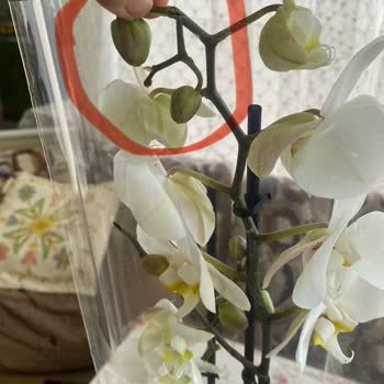 Aldatıcı Teslimat: Kırık Ve Eksik Orkide