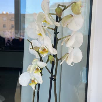 Aldatıcı Teslimat: Kırık Ve Eksik Orkide