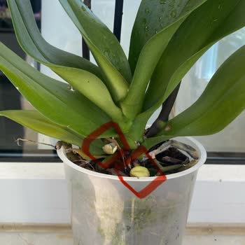 Aldatıcı Teslimat: Kırık Ve Eksik Orkide