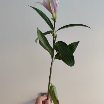 Çiçek Sepeti Solmuş Lilyumlar Ve Çözülmeyen Mağduriyet!