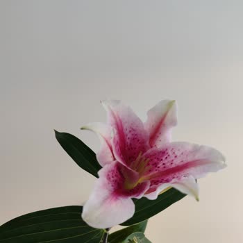 Çiçek Sepeti Solmuş Lilyumlar Ve Çözülmeyen Mağduriyet!