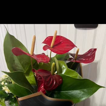 Çiçek Sepeti'nden Gelen Hayal Kırıklığı: Solan Atatürk Çiçeği