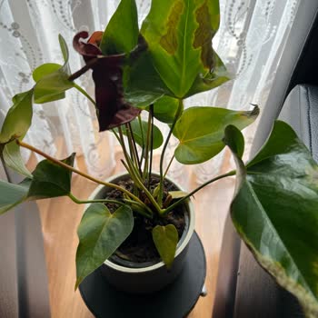 Çiçek Sepeti'nden Gelen Hayal Kırıklığı: Solan Atatürk Çiçeği