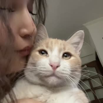 Kısırlaştırma Sonrası Kedim Kayboldu