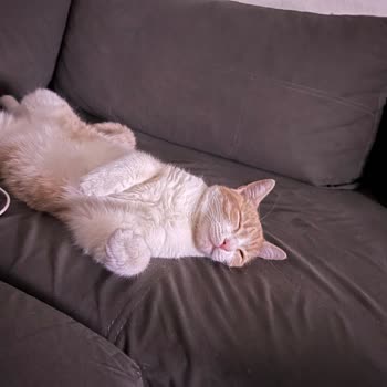 Kısırlaştırma Sonrası Kedim Kayboldu