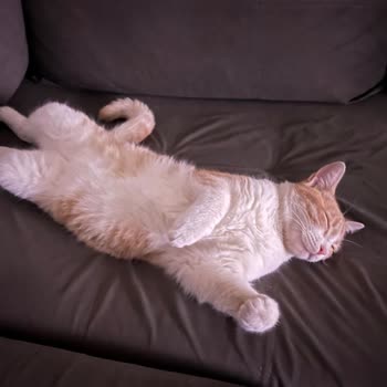 Kısırlaştırma Sonrası Kedim Kayboldu