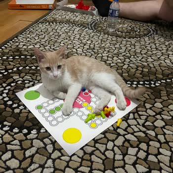 Kısırlaştırma Sonrası Kedim Kayboldu