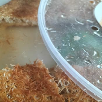 Pişmemiş Tatlı Ve Yüksek Fiyat Şoku