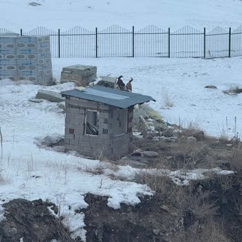 Yakutiye Belediyesi Mahallede Tehlike Saçan Köpek Sürüsü!