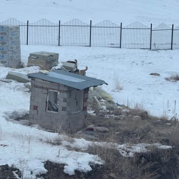 Yakutiye Belediyesi Mahallede Tehlike Saçan Köpek Sürüsü!