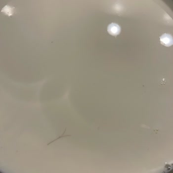 BİM Marketten Aldığım Süt Üzerinde Kıllar Yüzüyor!