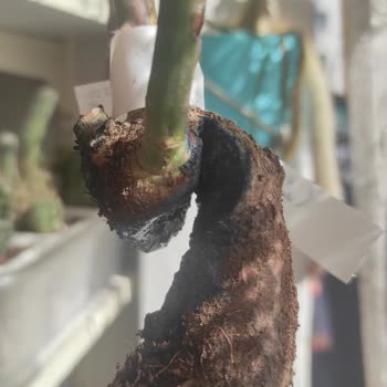 Online Fidan Satışında Müşteri Memnuniyetsizliği