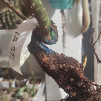 Online Fidan Satışında Müşteri Memnuniyetsizliği