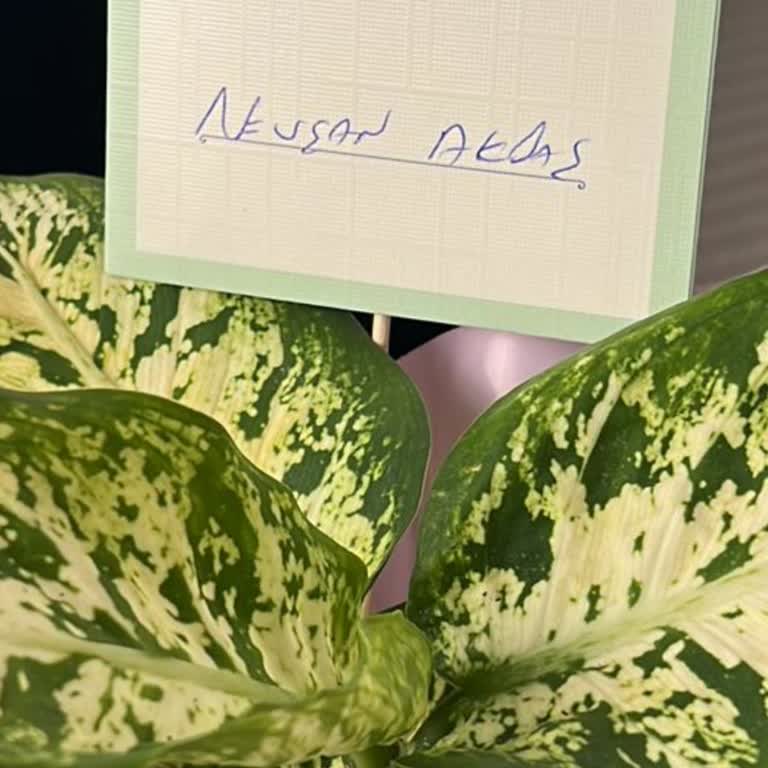 Kişiye Özel Sipariş Karmaşası Ve Şanlıurfa Şubeleri