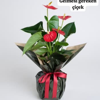 Çiçek Sepeti'nden Beklentileri Karşılamayan Sipariş