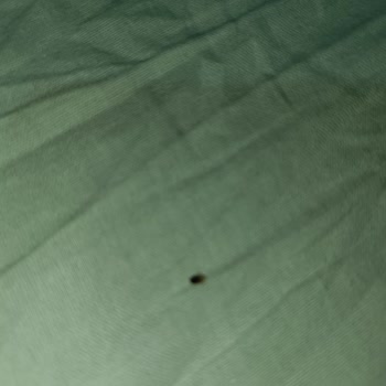 Tahta Kurusu Tatilimizi Kabusa Çevirdi