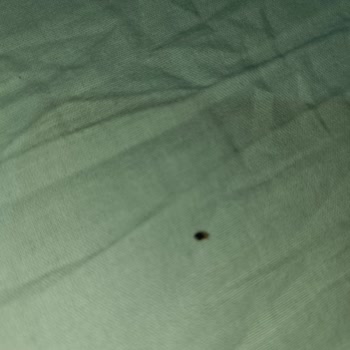 Tahta Kurusu Tatilimizi Kabusa Çevirdi