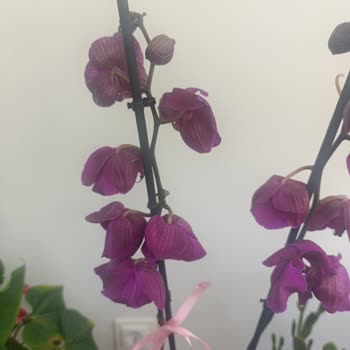 Donmuş Orkide Teslimatı Ve Çözüm Sürecindeki Hüsran