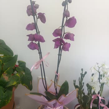 Donmuş Orkide Teslimatı Ve Çözüm Sürecindeki Hüsran