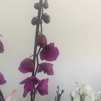 Donmuş Orkide Teslimatı Ve Çözüm Sürecindeki Hüsran