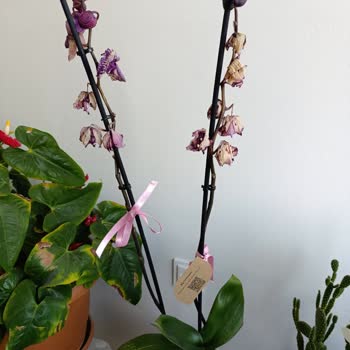 Donmuş Orkide Teslimatı Ve Çözüm Sürecindeki Hüsran