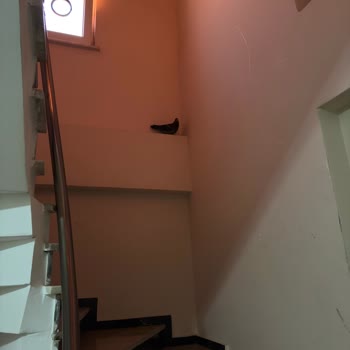 Yaralı Güvercin İçin Yardım Çağrısı