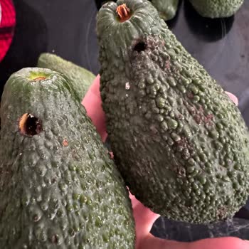 Naturanya Gelen Avokadolar Kurtlu, Çürük Ve Aşırı Küçük!