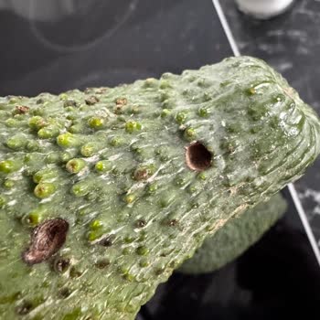 Naturanya Gelen Avokadolar Kurtlu, Çürük Ve Aşırı Küçük!