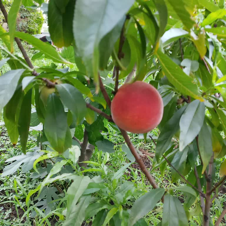 İş Bankası'nda Kapanmayan İcra Dosyaları Sorunu