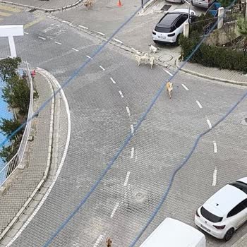 Sokak Köpekleri Yüzünden Güvensiz Ve Huzursuz Yaşam