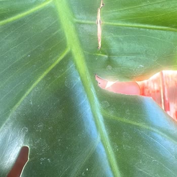 Çiçek Sepeti Kırık Ve Hasta Çiçek Teslimatı: Hayal Kırıklığı!