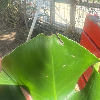 Çiçek Sepeti Kırık Ve Hasta Çiçek Teslimatı: Hayal Kırıklığı!