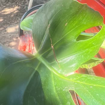 Çiçek Sepeti Kırık Ve Hasta Çiçek Teslimatı: Hayal Kırıklığı!