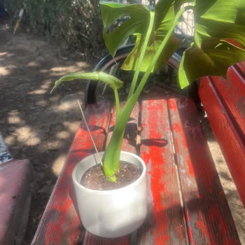 Çiçek Sepeti Kırık Ve Hasta Çiçek Teslimatı: Hayal Kırıklığı!