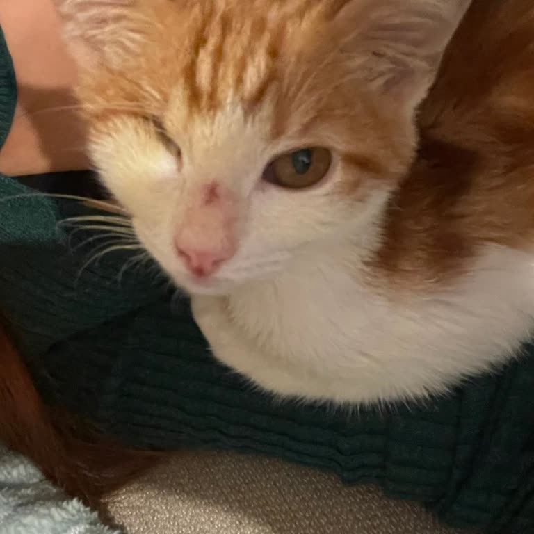 İstanbul Büyükşehir Belediyesi Kemerburgaz Sahipsiz Hayvan Bakımevi'nde Yaşanan Sorunlar!