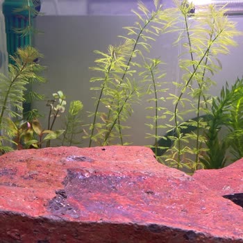 Woof Akvaryum Yanlış Bitki Gönderimi Ve İstenmeyen Salyangoz Sorunu