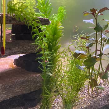 Woof Akvaryum Yanlış Bitki Gönderimi Ve İstenmeyen Salyangoz Sorunu