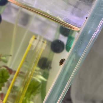 Woof Akvaryum Yanlış Bitki Gönderimi Ve İstenmeyen Salyangoz Sorunu