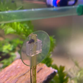 Woof Akvaryum Yanlış Bitki Gönderimi Ve İstenmeyen Salyangoz Sorunu