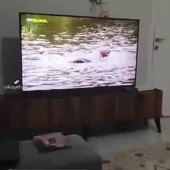 TRT Belgesel Belgeselde Hayvanların Çoğunun İsmini Söylemiyor!