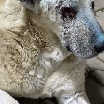 Yaralı Köpeğe Acil Yardım Çağrısı