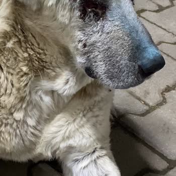 Yaralı Köpeğe Acil Yardım Çağrısı