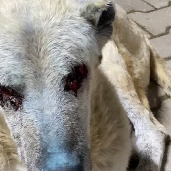 Yaralı Köpeğe Acil Yardım Çağrısı