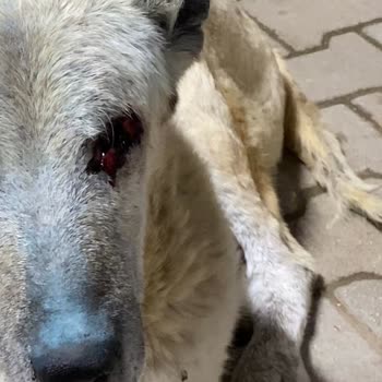 Yaralı Köpeğe Acil Yardım Çağrısı