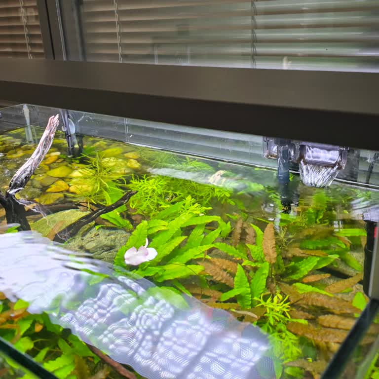 Teknik Servis Ve Yazılım Sorunlarıyla Creaqua Akvaryum Aydınlatması Hayal Kırıklığı