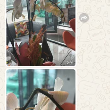 Orkide Değişiminde Sorun Ve Üslup Problemi