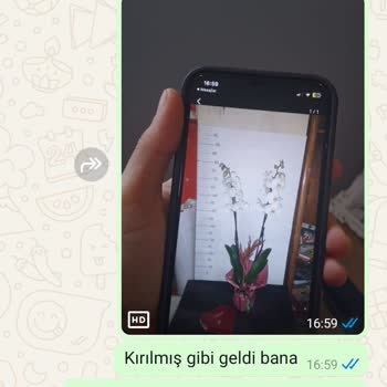 Orkide Değişiminde Sorun Ve Üslup Problemi