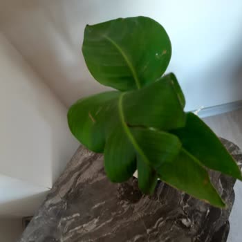 Gönderilen Çiçekler Yıpranmış Ve Hayal Kırıklığı Yarattı